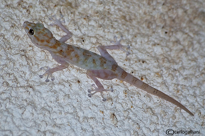 Geki dal deserto del sinai : Ptyodactylus hasselquisti